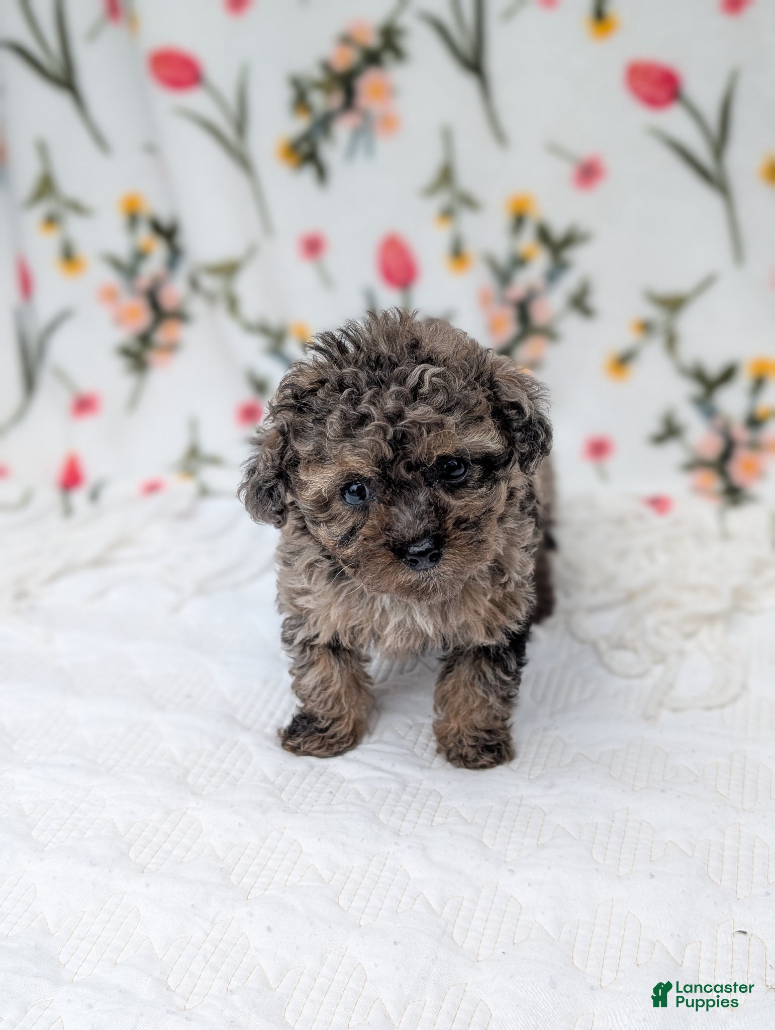 Toy Poodle dogs Galaxy  - Ad 2