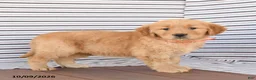 Golden Retriever dogs for sale: Fluffy - Ad 3