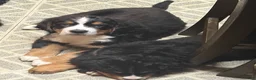 Bernese Mountain Dog dogs for sale: Bernese Mountain Dog Puppy 2 - Ad 4