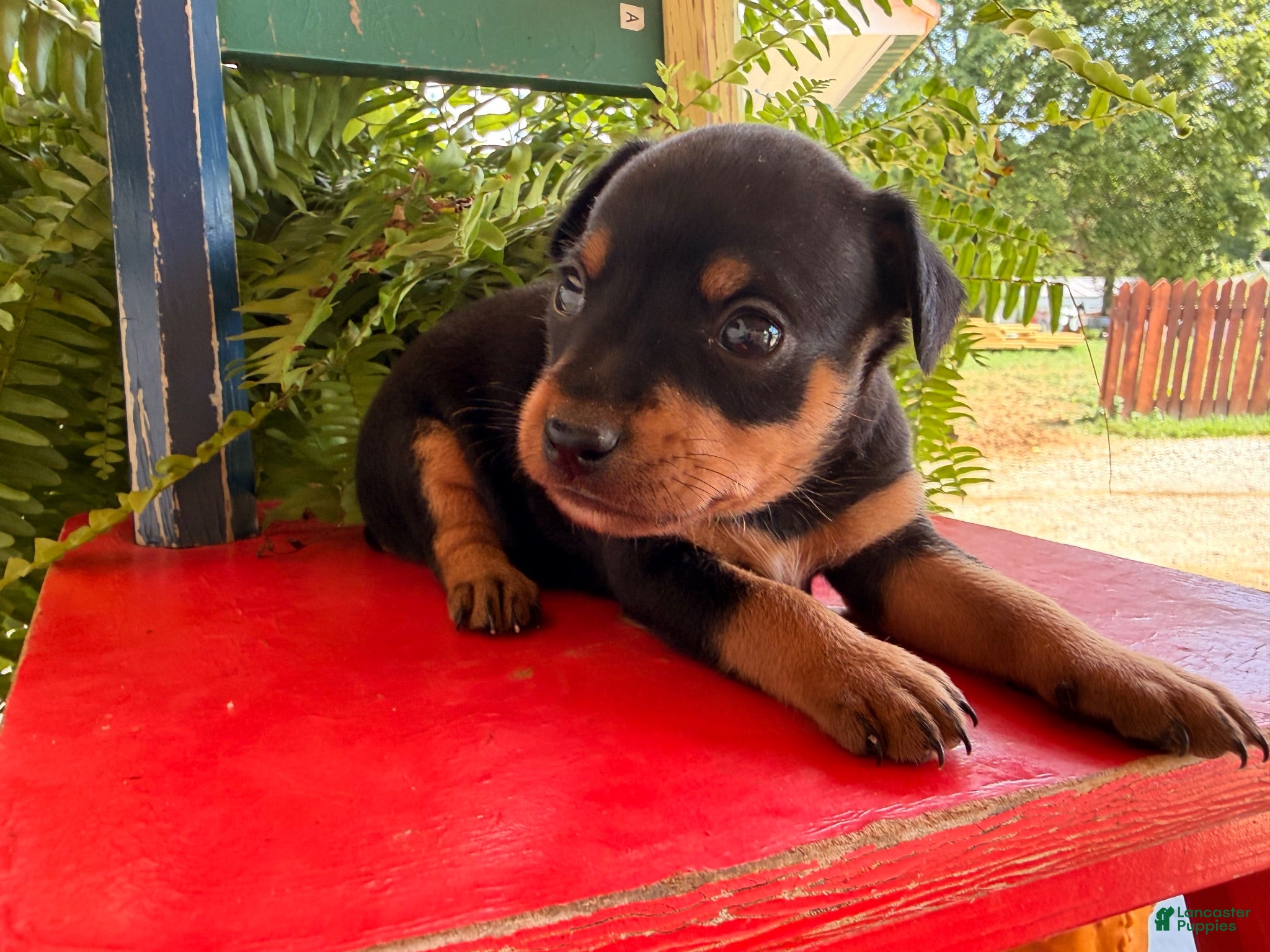 Miniature Pinscher dogs Michael  - Ad 2