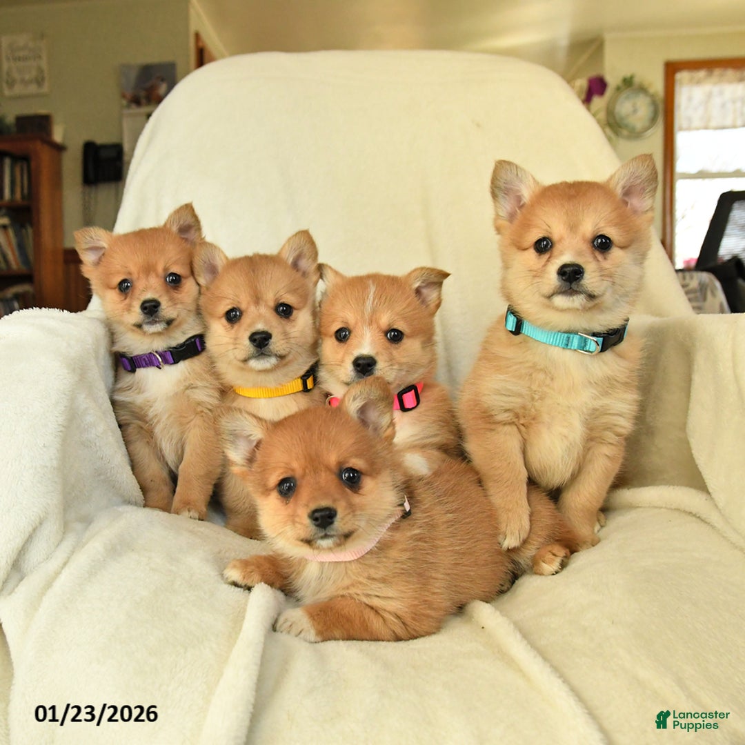 Mixed Breed dogs for sale: April - Ad 3