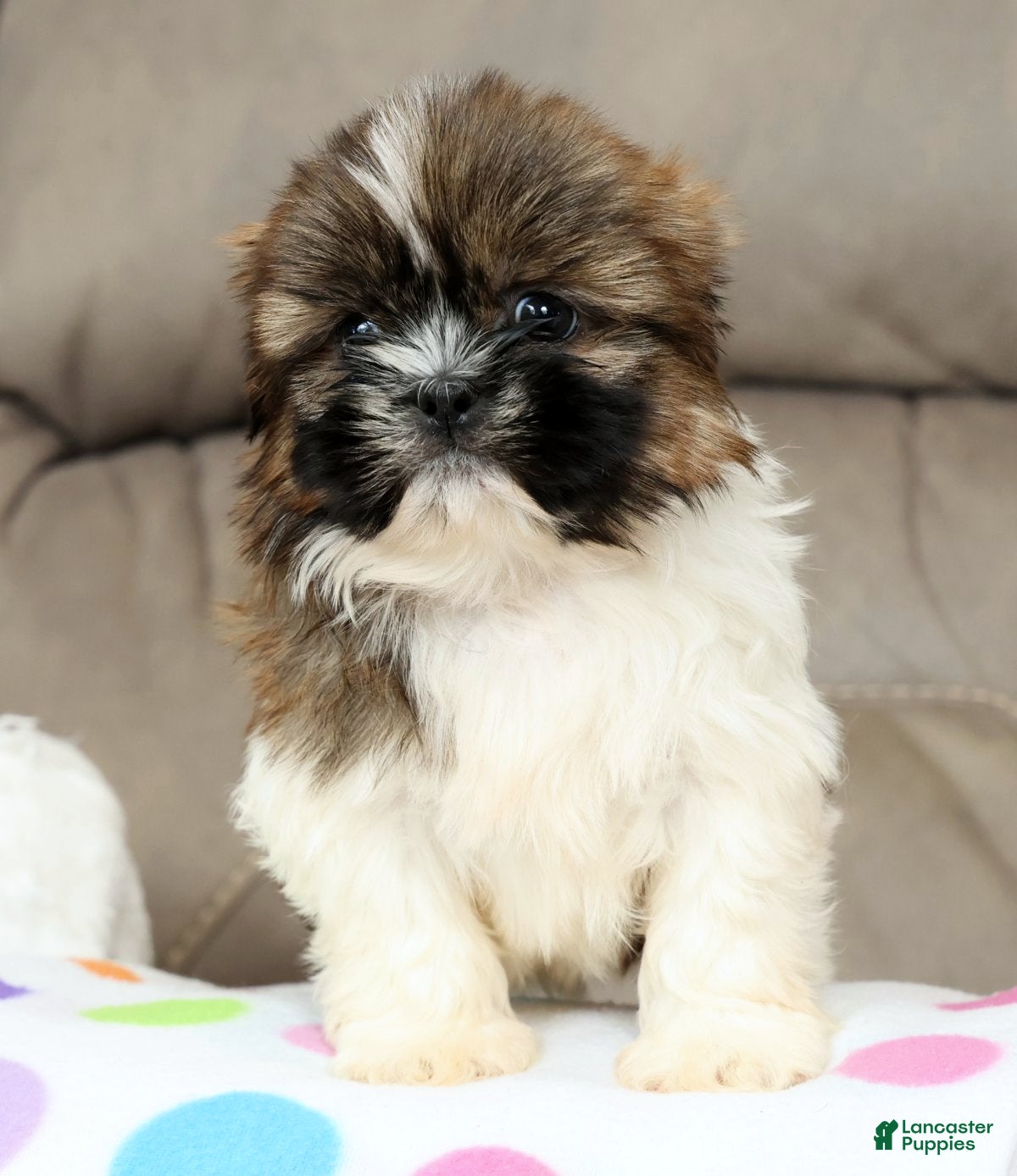 Shih Tzu dogs Tracker - Ad 2