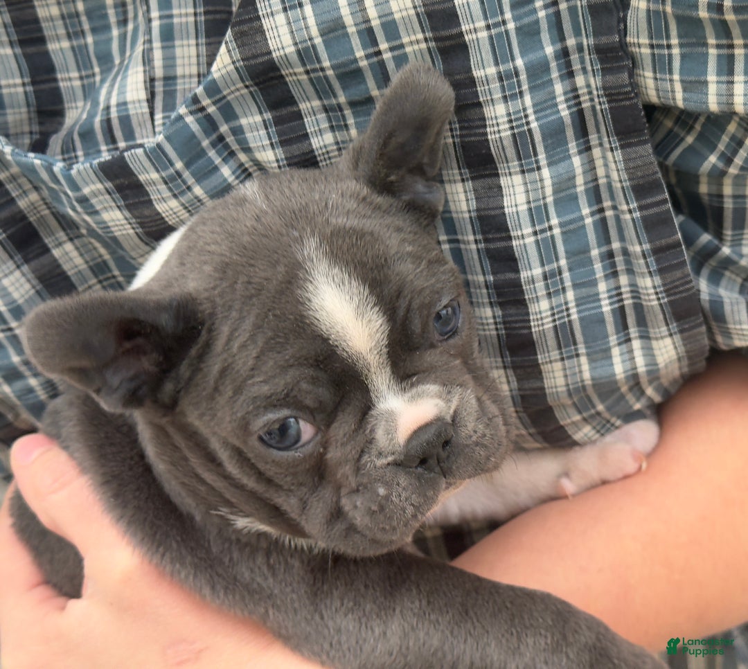 Frenchton dogs for sale: Whitney - Ad 7