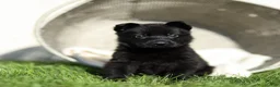 German Shepherd dogs for sale: Ferris German Shepherd  - Ad 5