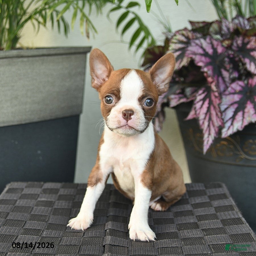 Boston Terrier dogs Waldo  - Ad 1