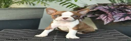 Boston Terrier dogs for sale: Waldo  - Ad 1