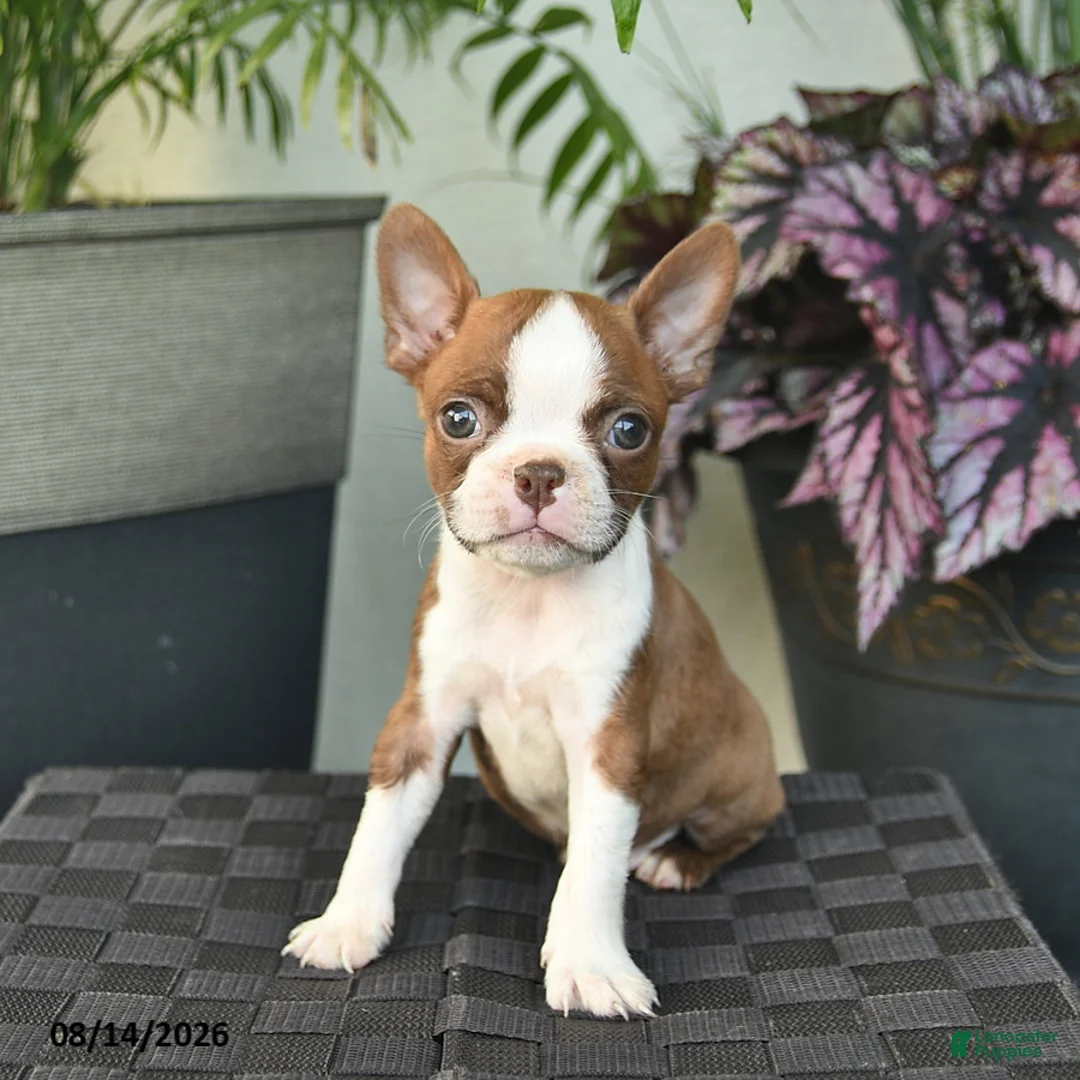 Boston Terrier dogs for sale: Waldo  - Ad 1
