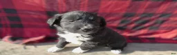 Great Pyrenees dogs for sale: Great Pyrenees Puppy 6 Lizzy - Ad 2