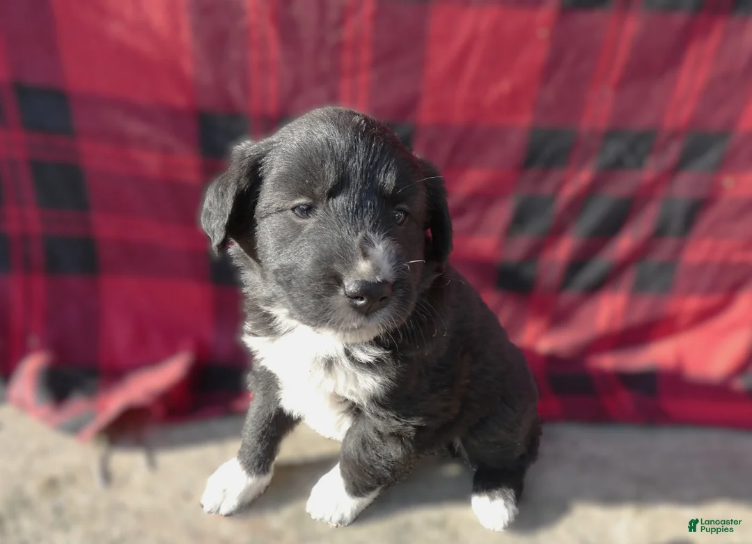 Great Pyrenees dogs for sale: Great Pyrenees Puppy 6 Lizzy - Ad 2