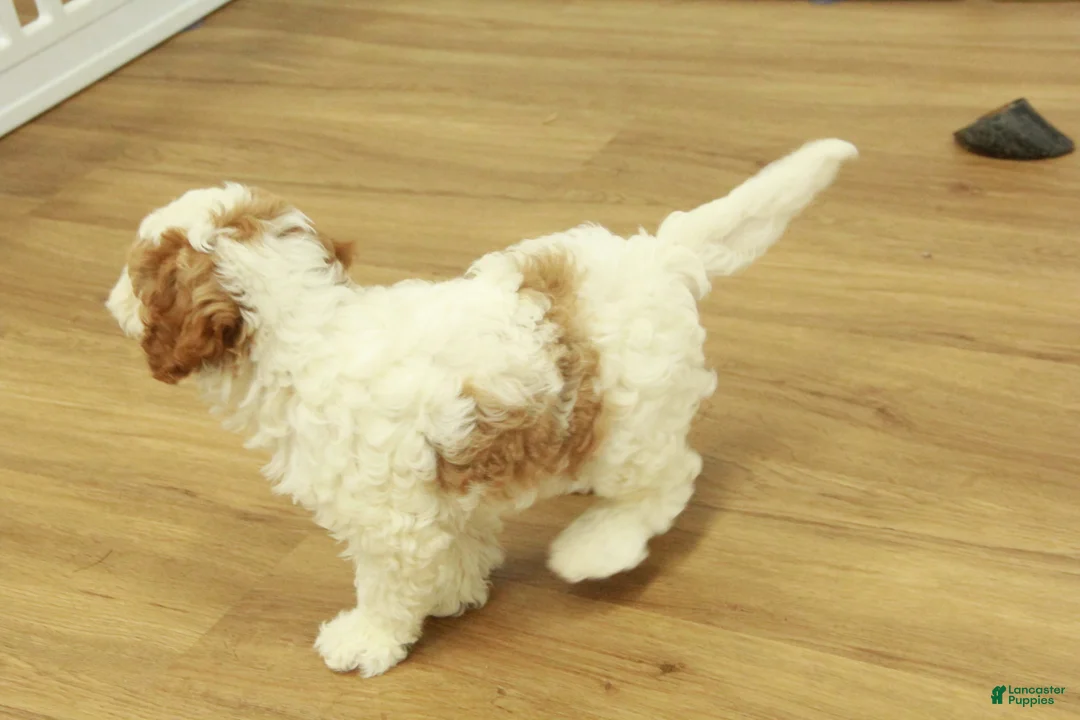 Cavapoo dogs for sale: Lilly - Ad 3