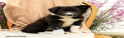 Border Collie dogs for sale: Handsome - Ad 5