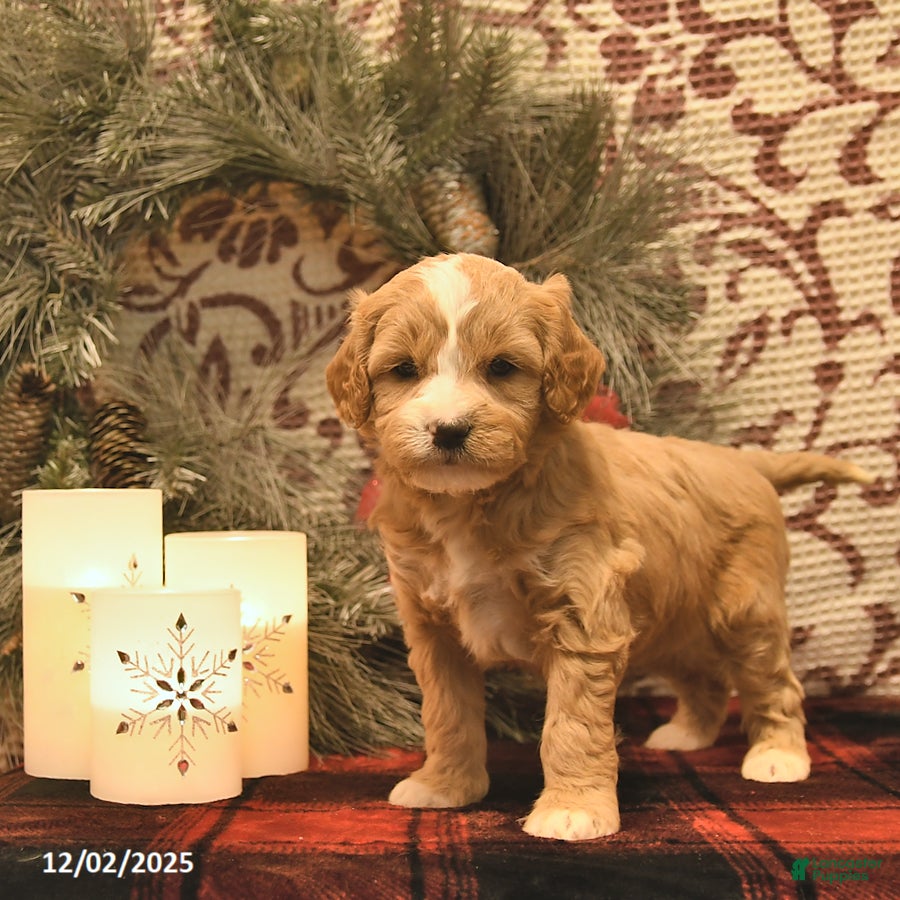 Cavachon dogs Ivy  - Ad 31
