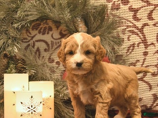 Cavachon dogs Ivy - Ad 14