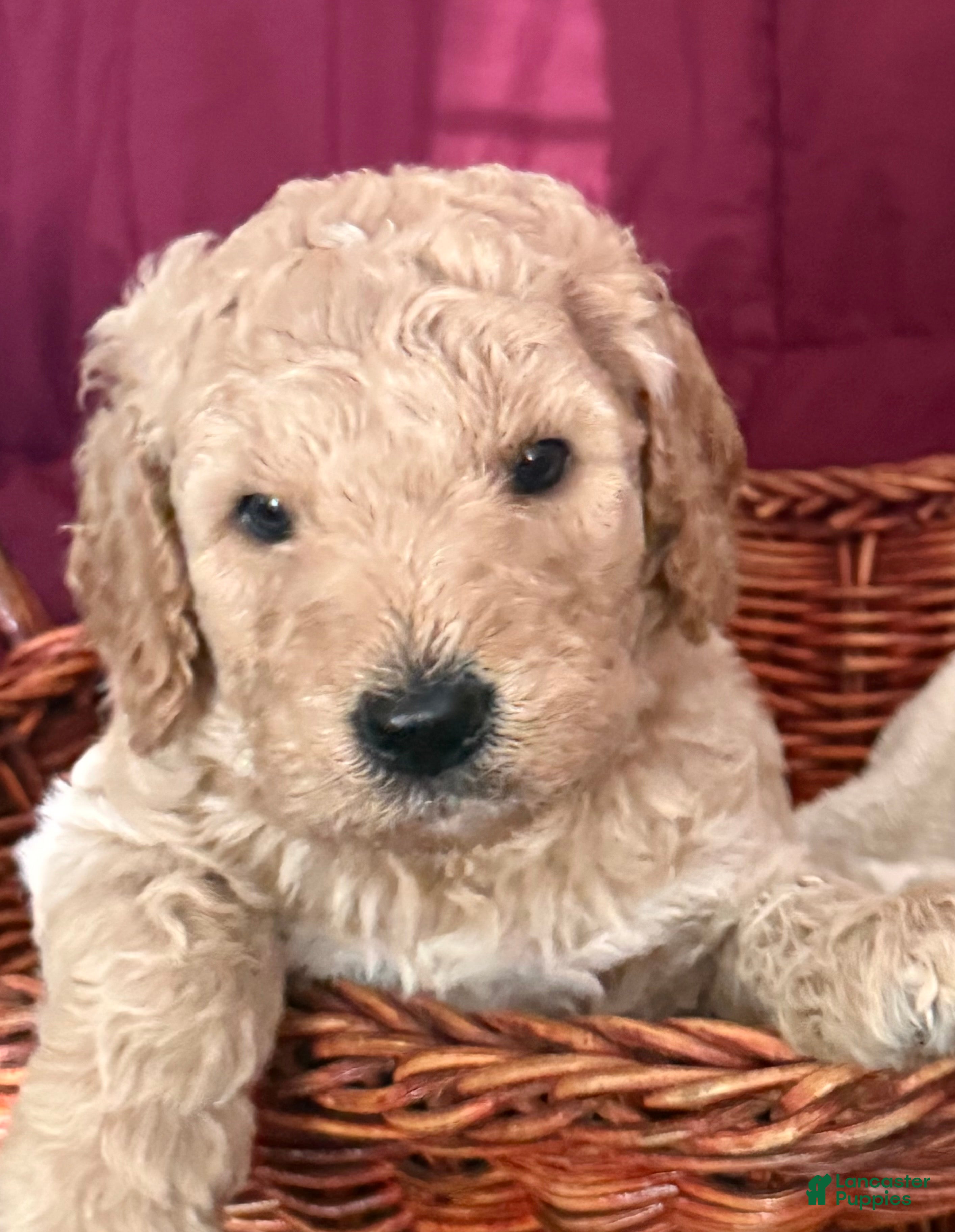 Goldendoodle dogs Pink - Ad 1