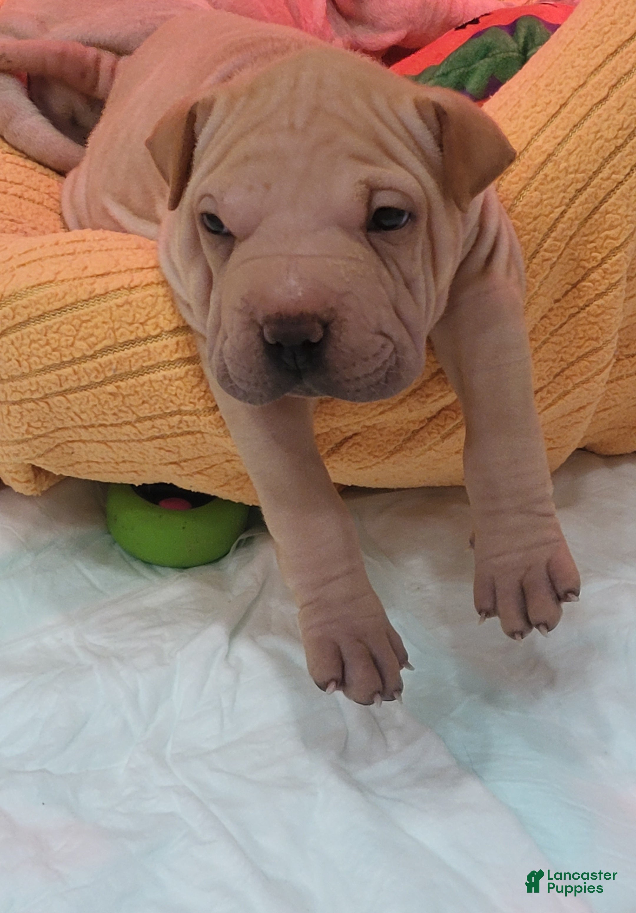 Shar Pei dogs Chex - Ad 5