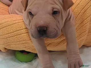 Shar Pei dogs Chex - Ad 5