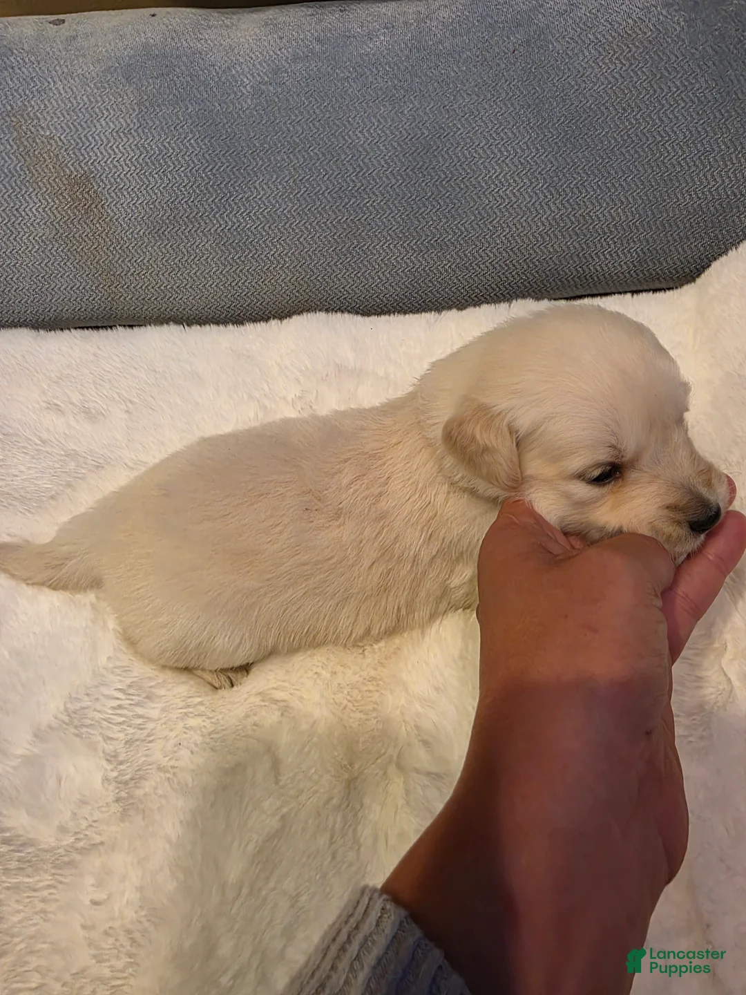 Golden Retriever dogs for sale: Baby girl orange  - Ad 2