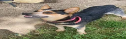 Australian Cattle Dog dogs for sale: Kodi - Ad 4