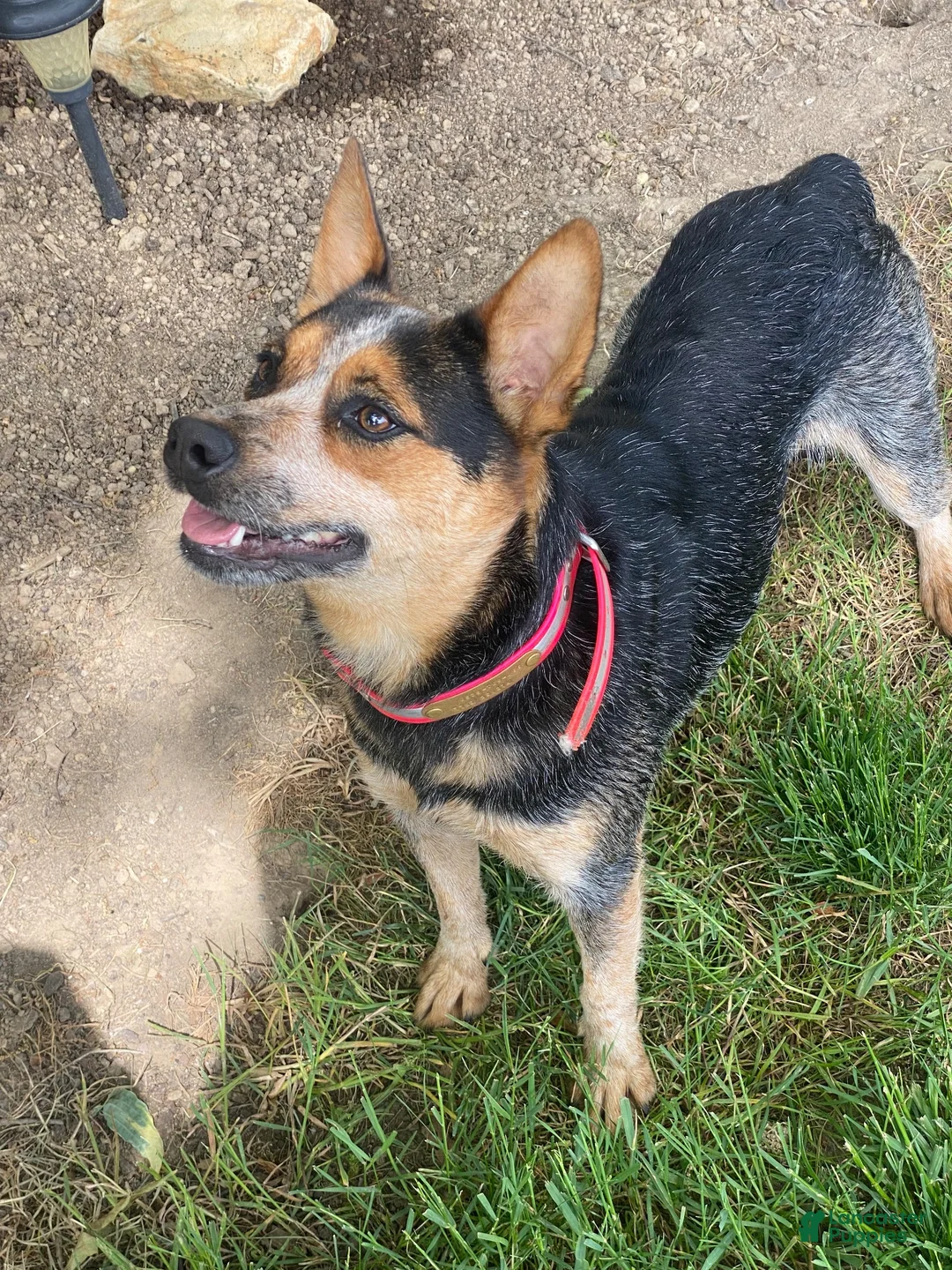 Australian Cattle Dog dogs for sale: Kodi - Ad 4