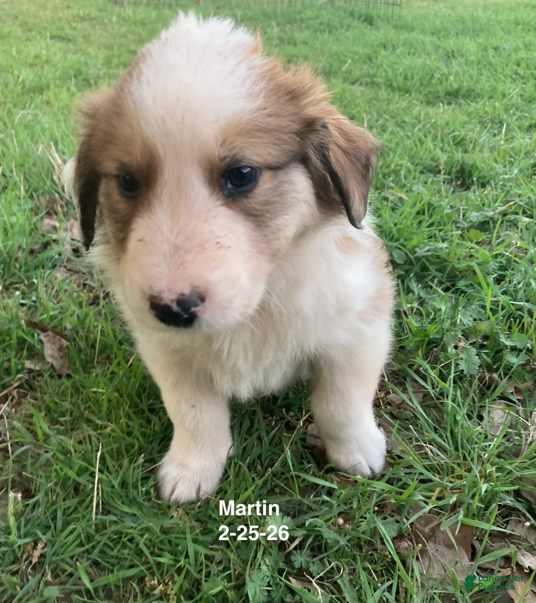 Collie dogs for sale: Martine - Ad 1