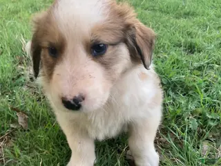 Collie dogs Martine - Ad 10