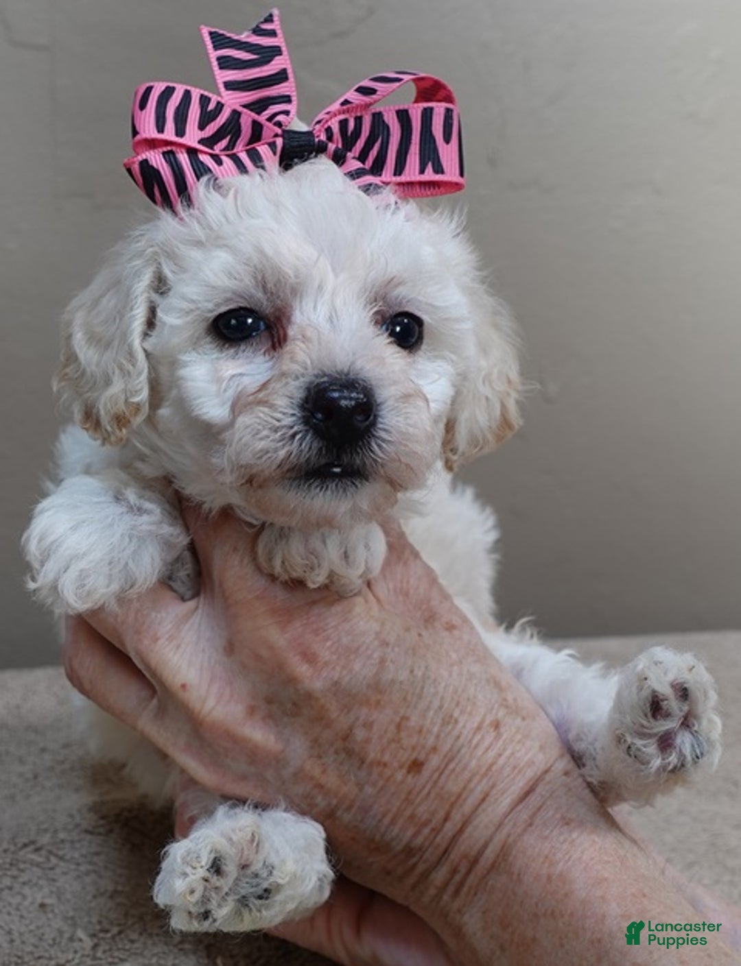 Toy Poodle dogs for sale: Zilla - Ad 8