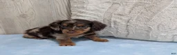 Miniature Dachshund dogs for sale: Logan - Ad 4