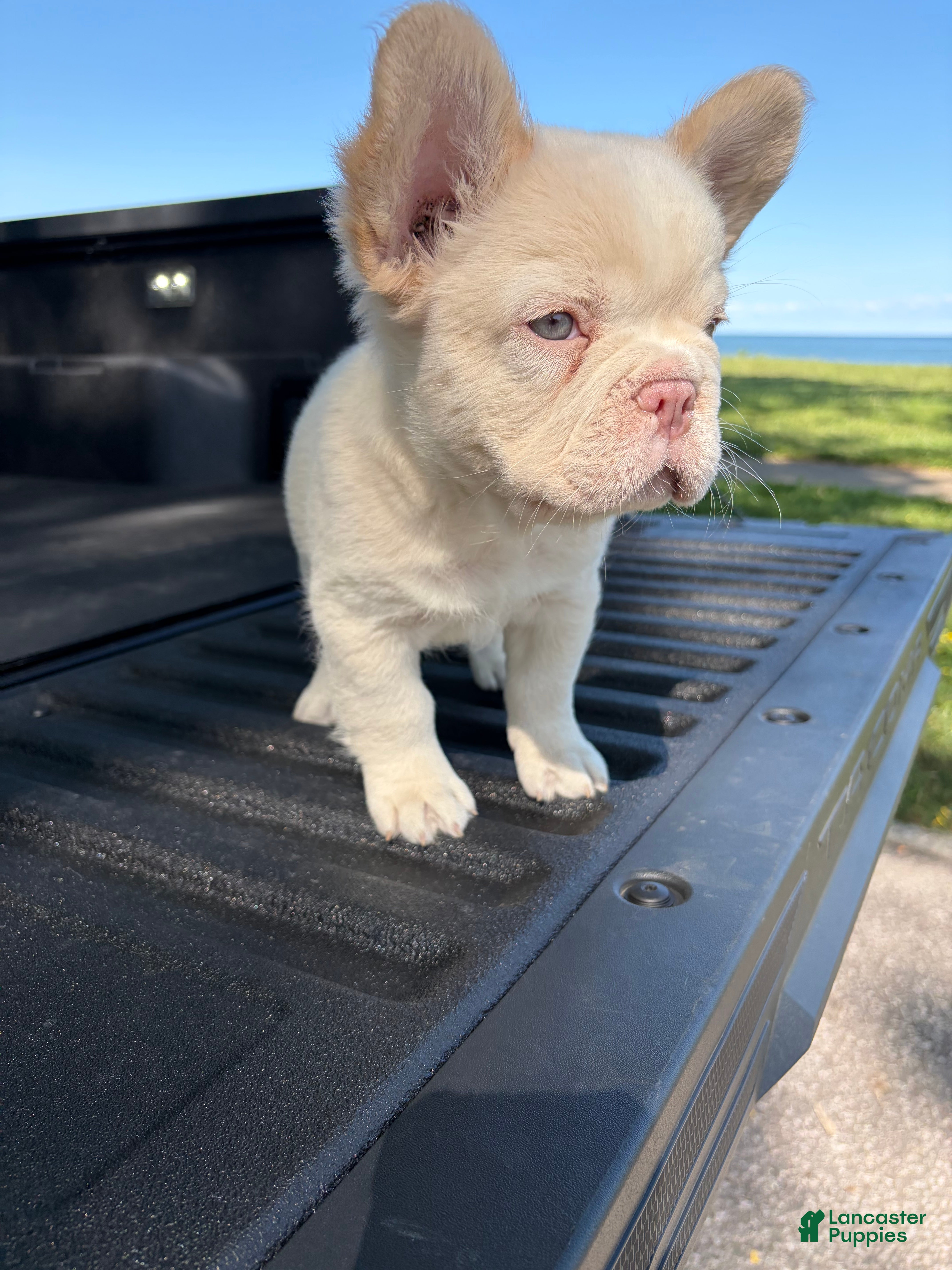 French Bulldog dogs French Bulldog 7 - Ad 2
