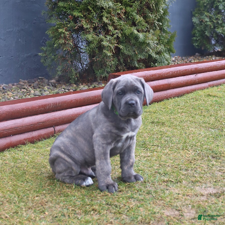 Cane Corso dogs Gallant - Ad 2