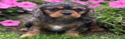 Cavalier King Charles Spaniel dogs for sale: Brody - Ad 1