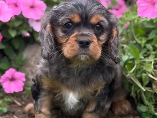 Cavalier King Charles Spaniel dogs Brody - Ad 1