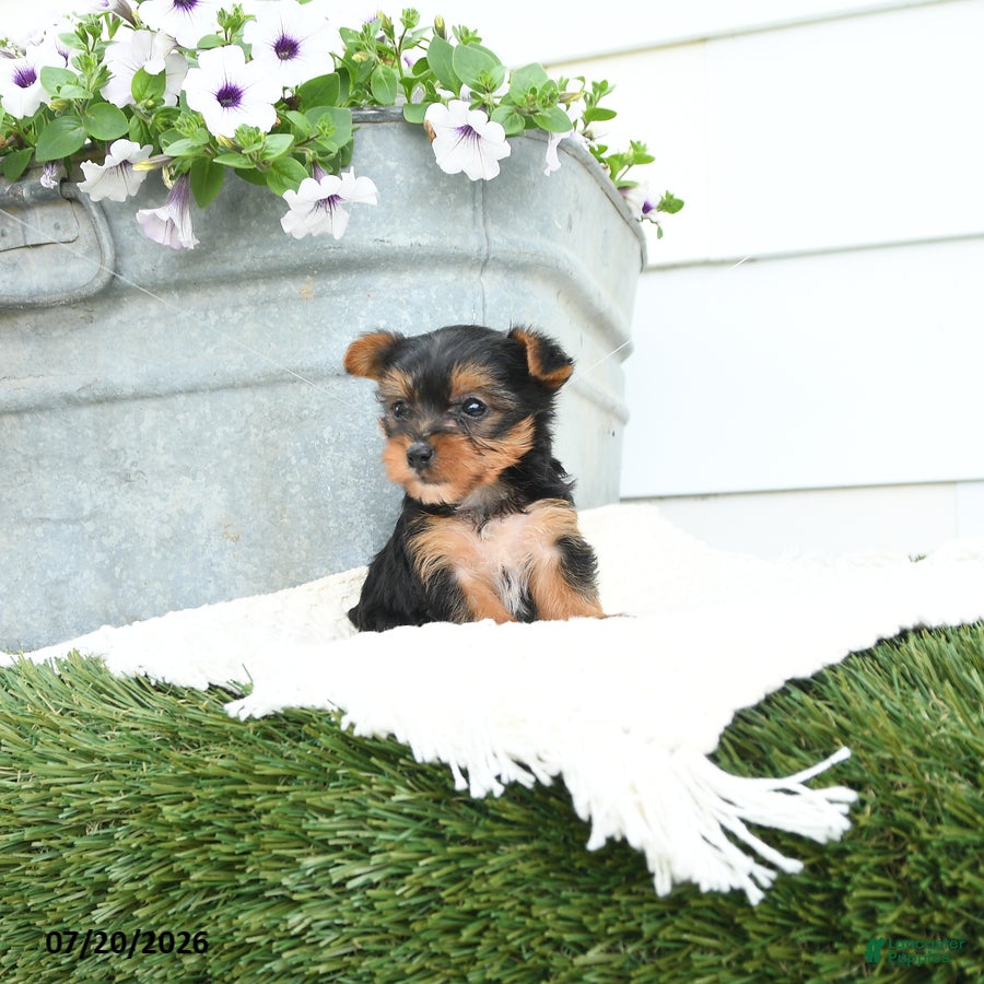 Yorkshire Terrier dogs Lily - Ad 1