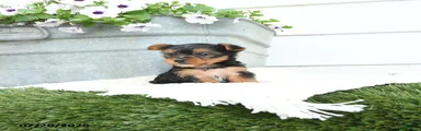 Lily