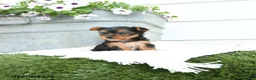 Yorkshire Terrier dogs for sale: Lily - Ad 1