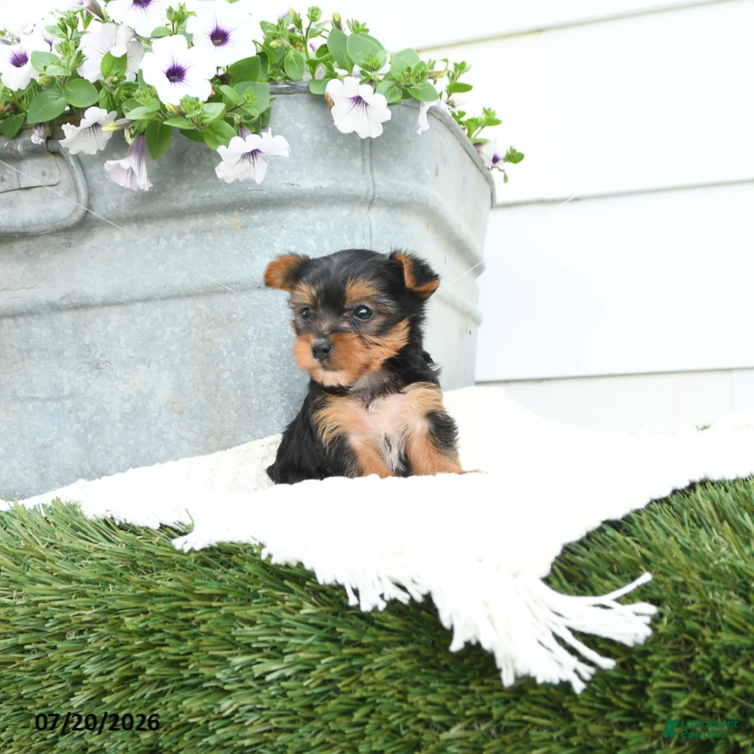 Yorkshire Terrier dogs for sale: Lily - Ad 1