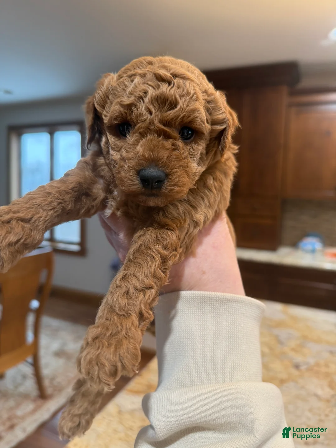Toy Poodle dogs for sale: Toy Poodle Puppy 1 - Ad 2