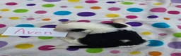 Sheepadoodle dogs for sale: Sheepadoodle 2 - Ad 5