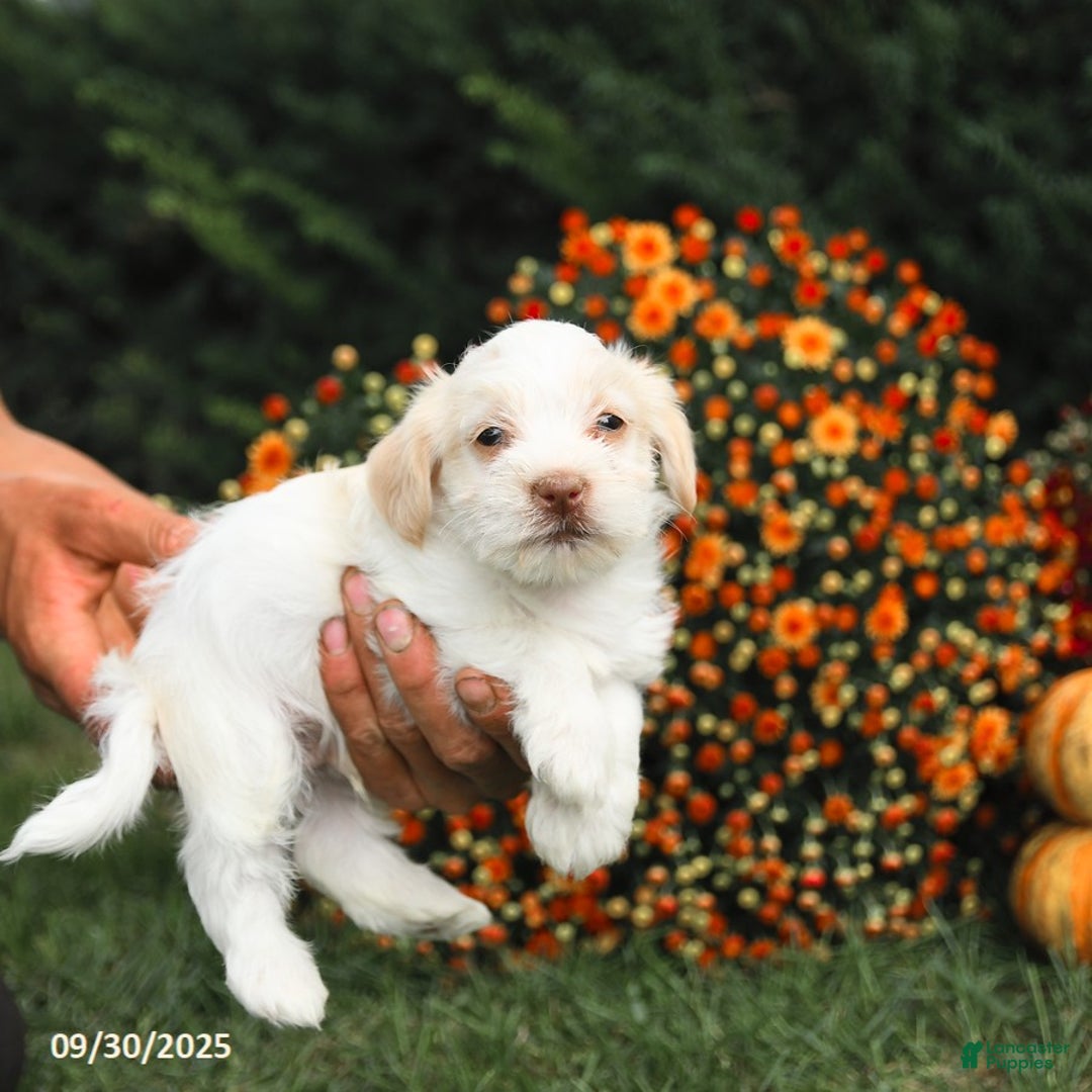 Maltipoo dogs for sale: Jack  - Ad 2
