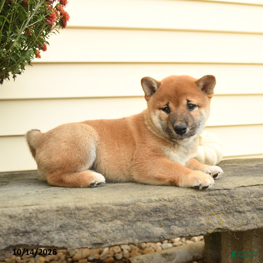 Shiba Inu dogs for sale: Sir Winston - Ad 2