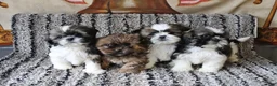 Shih Tzu dogs for sale: Rosie - Ad 2