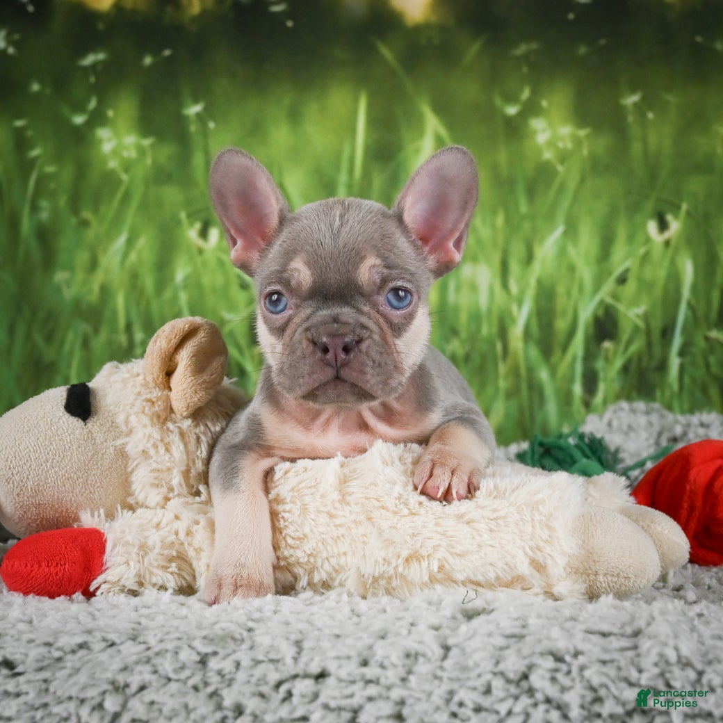 French Bulldog dogs Reba - Ad 1