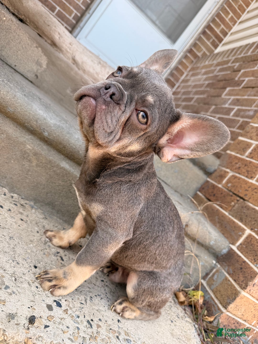 French Bulldog dogs for sale: Baby boy 1 - Ad 3