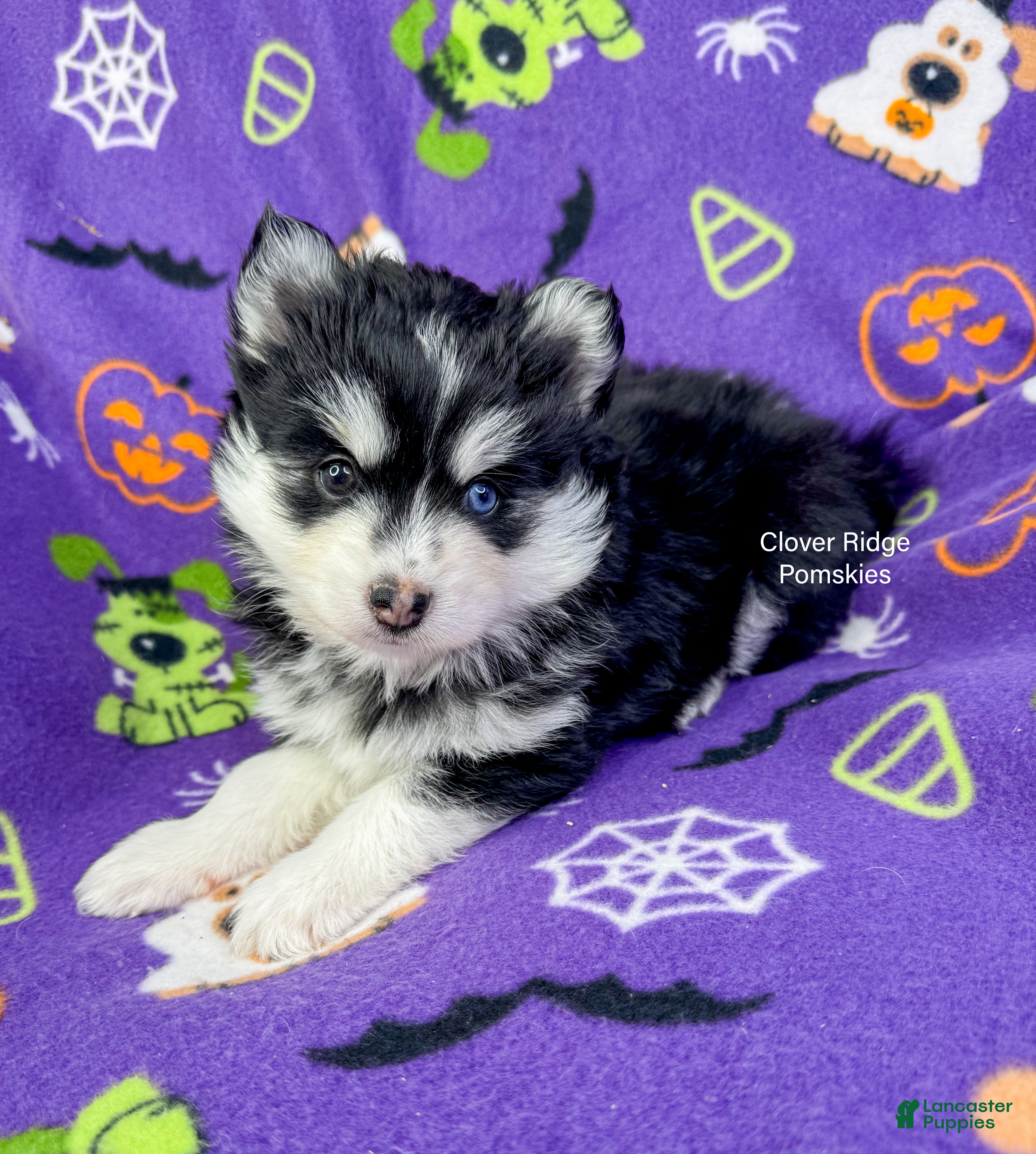 Pomsky dogs for sale: Revena - Ad 1