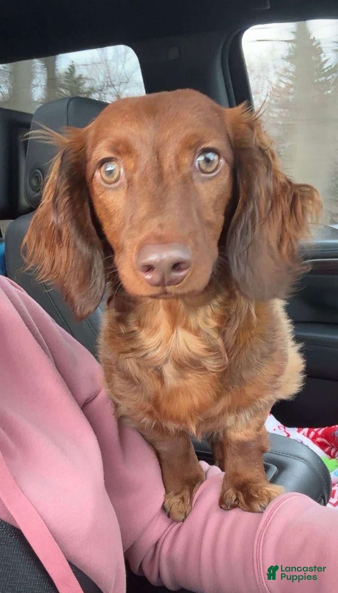 Dachshund dogs 1year old Dachshund  - Ad 32