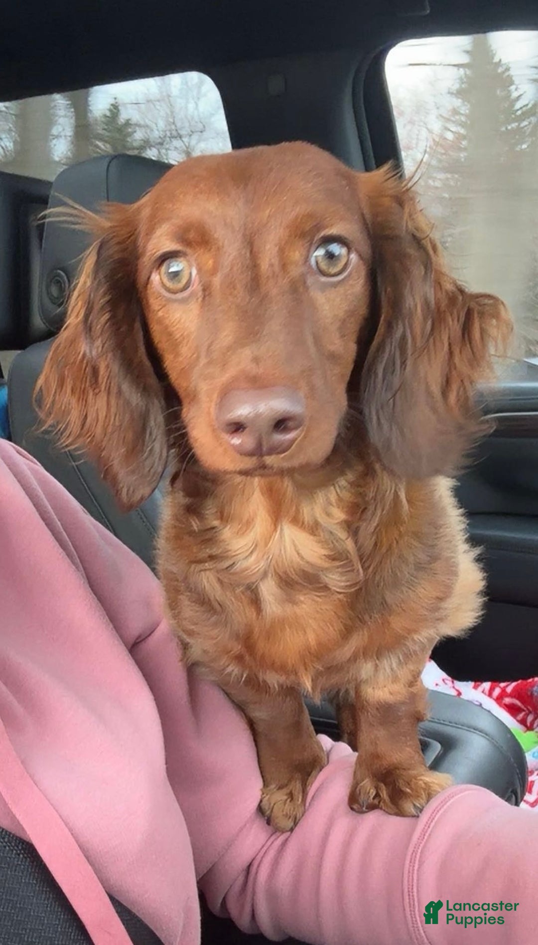 Dachshund dogs for sale: 1year old Dachshund  - Ad 1
