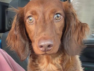 Dachshund dogs 1year old Dachshund - Ad 30
