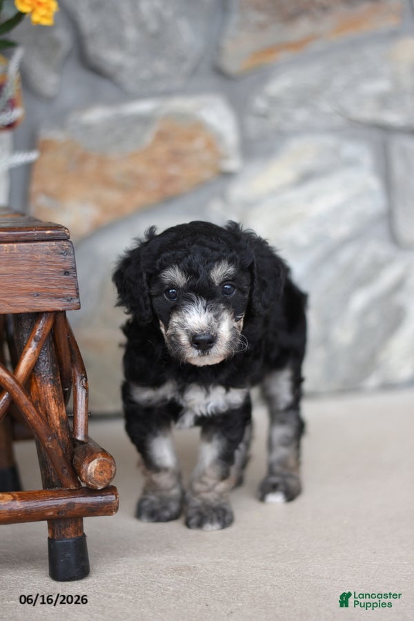 Mini Goldendoodle dogs Andy - Ad 2