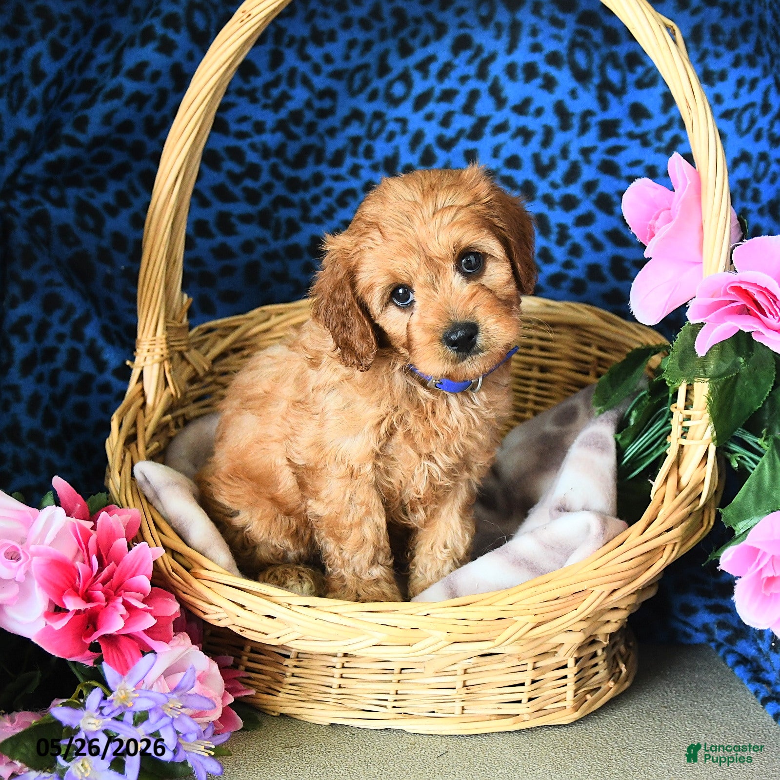 Cavapoo dogs Carter - Ad 2