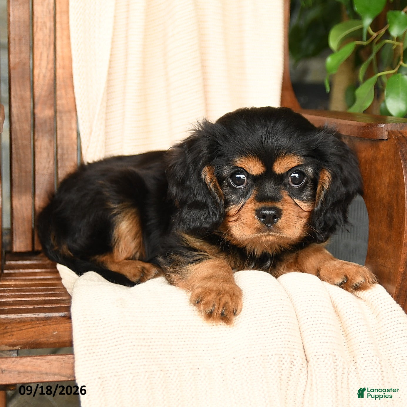 Cavalier King Charles Spaniel dogs Reese - Ad 2