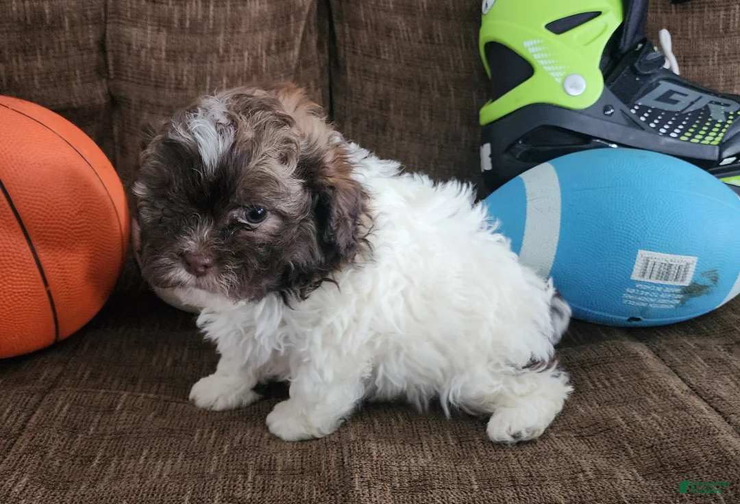 Shihpoo dogs for sale: HERCULES - Ad 2